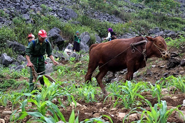 UNDP-funded project promotes sustainable poverty reduction - ảnh 1